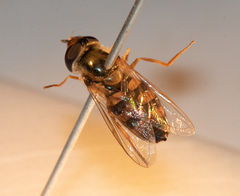 Eupeodes corollae
