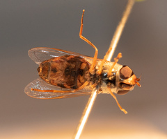 Eupeodes corollae