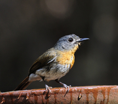 Cyornis pallidipes