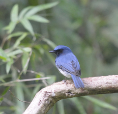 Cyornis pallidipes