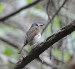 Cyornis pallidipes