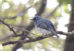 Cyornis pallidipes