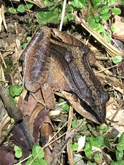 Leptodactylus didymus
