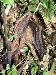 Leptodactylus didymus