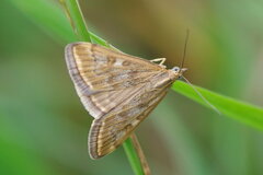 Loxostege sticticalis