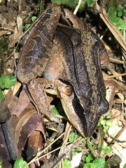 Leptodactylus didymus