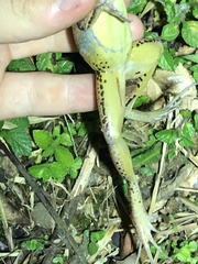 Leptodactylus didymus