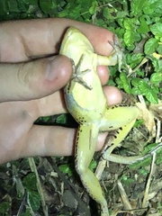 Leptodactylus didymus