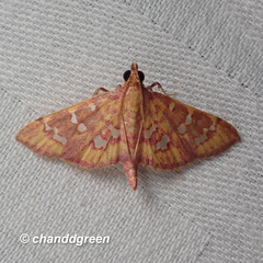 Ischnurges gratiosalis