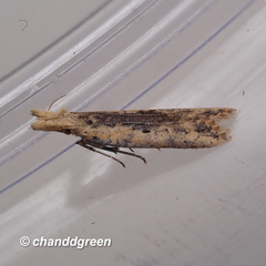 Dichomeris ochthophora