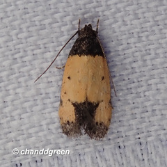 Tyrolimnas anthraconesa