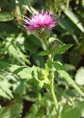 Carduus crispus
