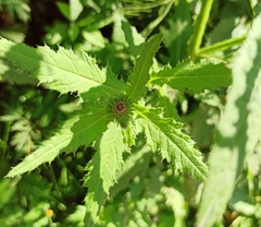 Carduus crispus