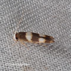 Stathmopoda paradiplaspis