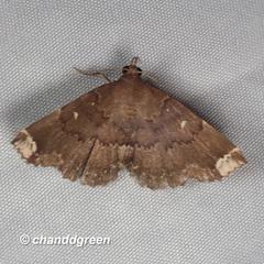 Adrapsa quadrilinealis