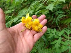 Lilium parryi