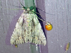 Catocala coccinata