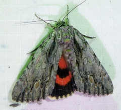 Catocala coccinata