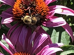 Bombus griseocollis