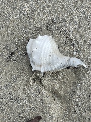 Bursidae