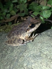 Pristimantis fenestratus