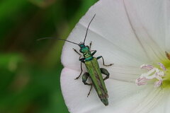 Oedemera nobilis