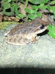 Pristimantis fenestratus