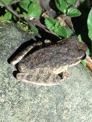 Pristimantis fenestratus