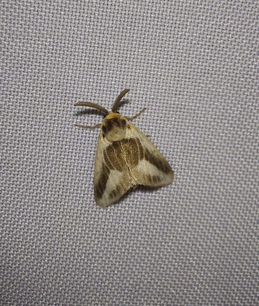 Mesoscia dumilla