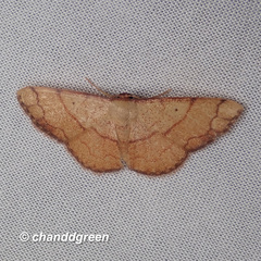 Pylargosceles steganioides