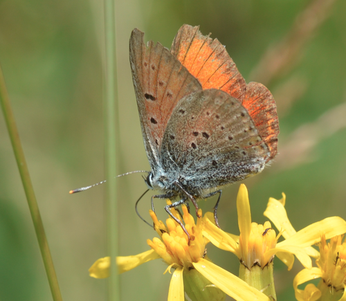 Ljubičastorubi vatreni plavac (Lycaena hippothoe)