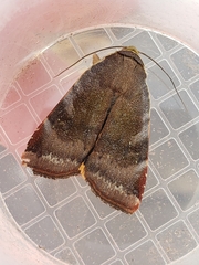 Noctua janthina