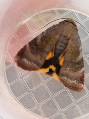 Noctua janthina