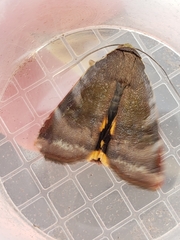 Noctua janthina