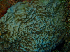 Leptoseris incrustans