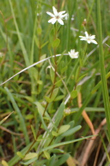 Stellaria humifusa