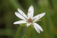 Stellaria humifusa