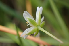 Stellaria humifusa