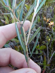 Andromeda polifolia glaucophylla