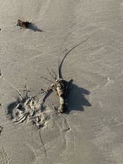 Panulirus ornatus