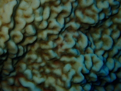 Leptoseris incrustans