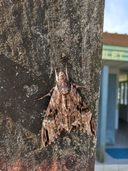 Psilogramma menephron