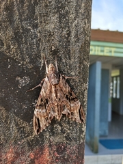 Psilogramma menephron