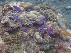 Mirolabrichthys pascalus