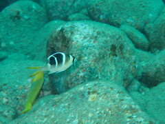 Monotaxis grandoculis