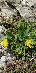 Anthyllis vulneraria alpestris