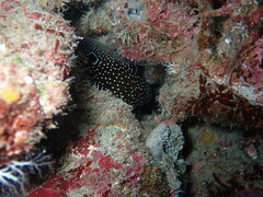 Calloplesiops altivelis