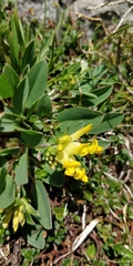 Anthyllis vulneraria alpestris