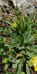 Anthyllis vulneraria alpestris