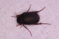 Maladera holosericea